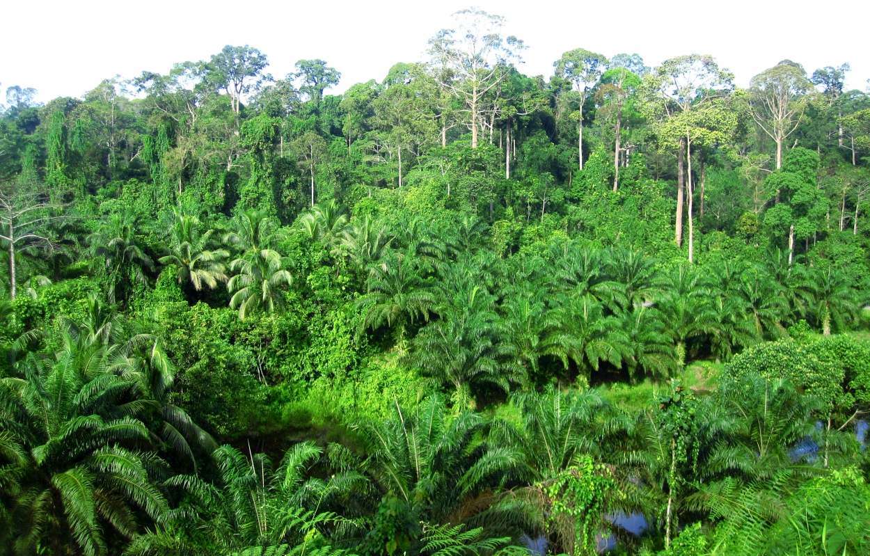 Oerwoud Borneo