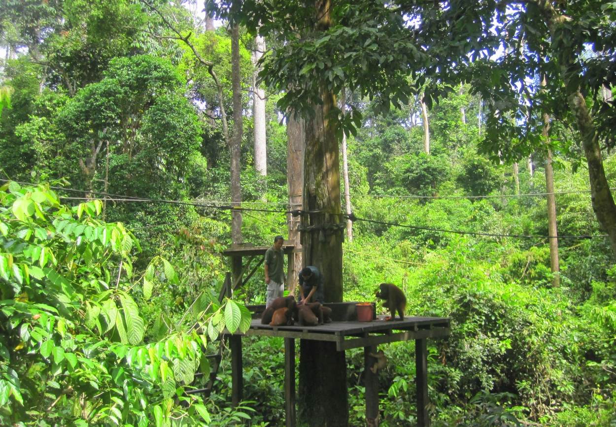 Orang oetans zien Borneo