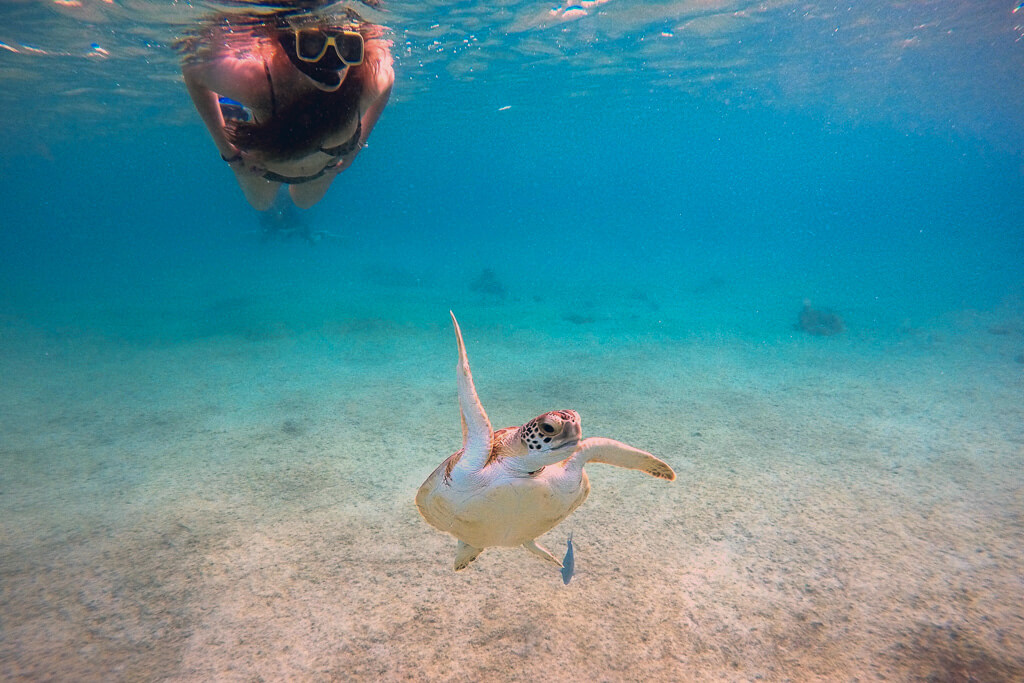 bonaire snorkelen schildpadden