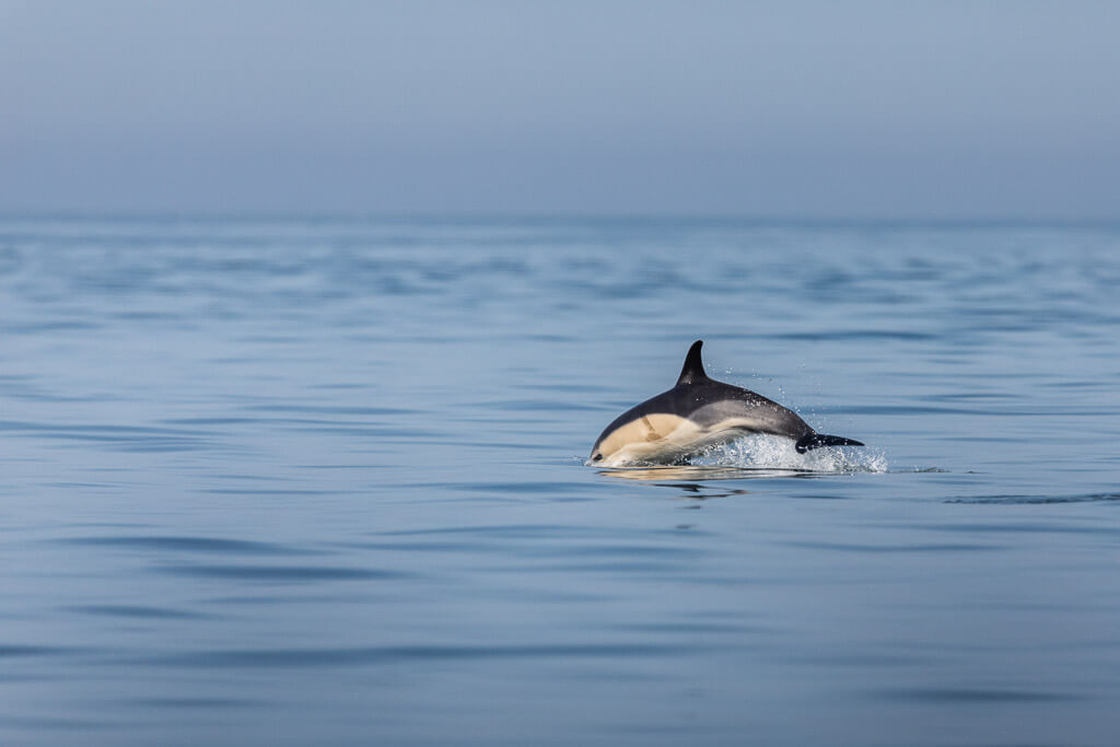 dolfijnen wales