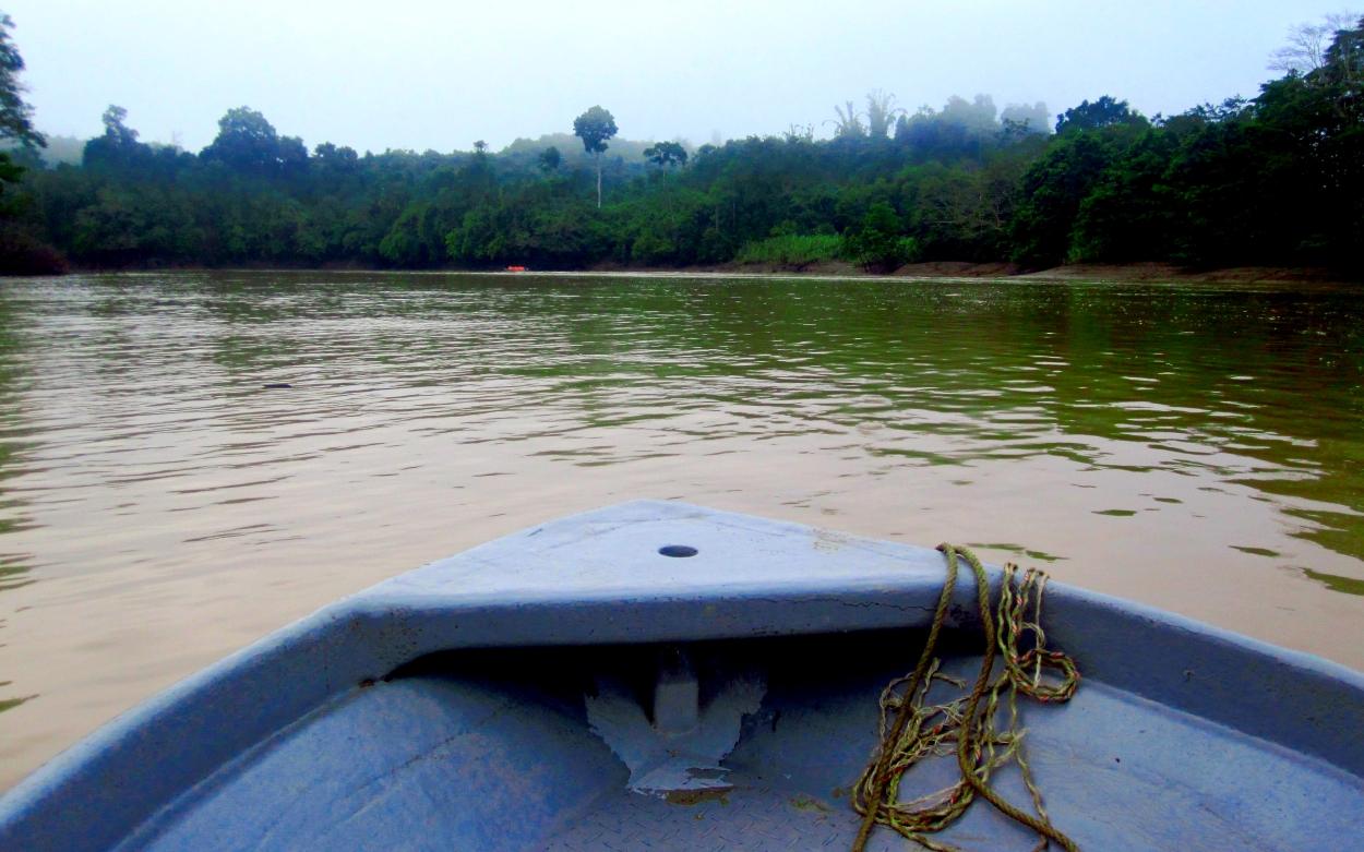 orang oetans kijken rivier borneo Kinabatangan