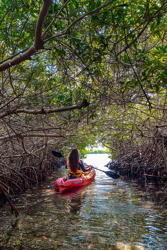 mangroves bonaire