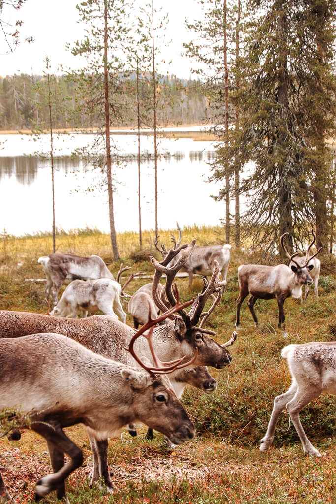 salla reinder park