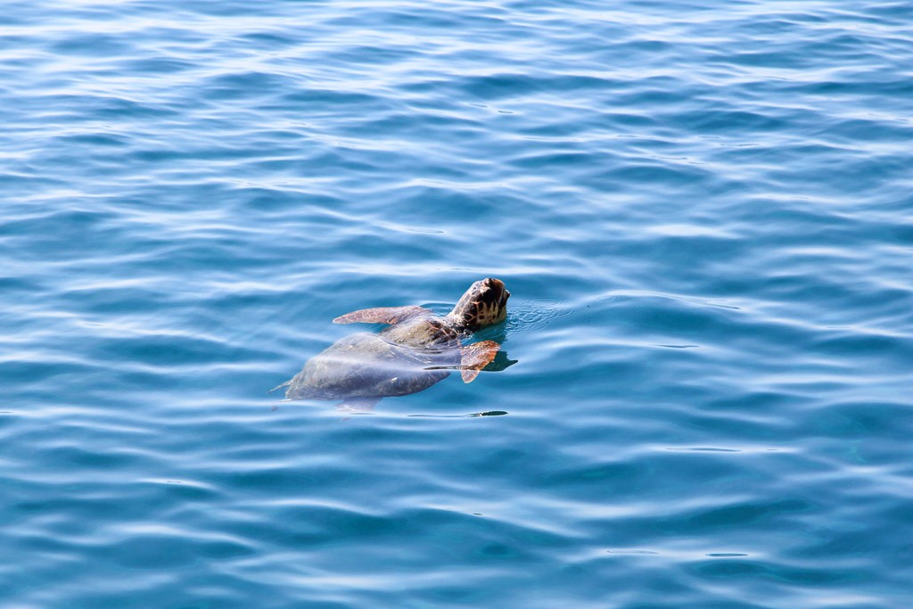 schildpadden griekenland