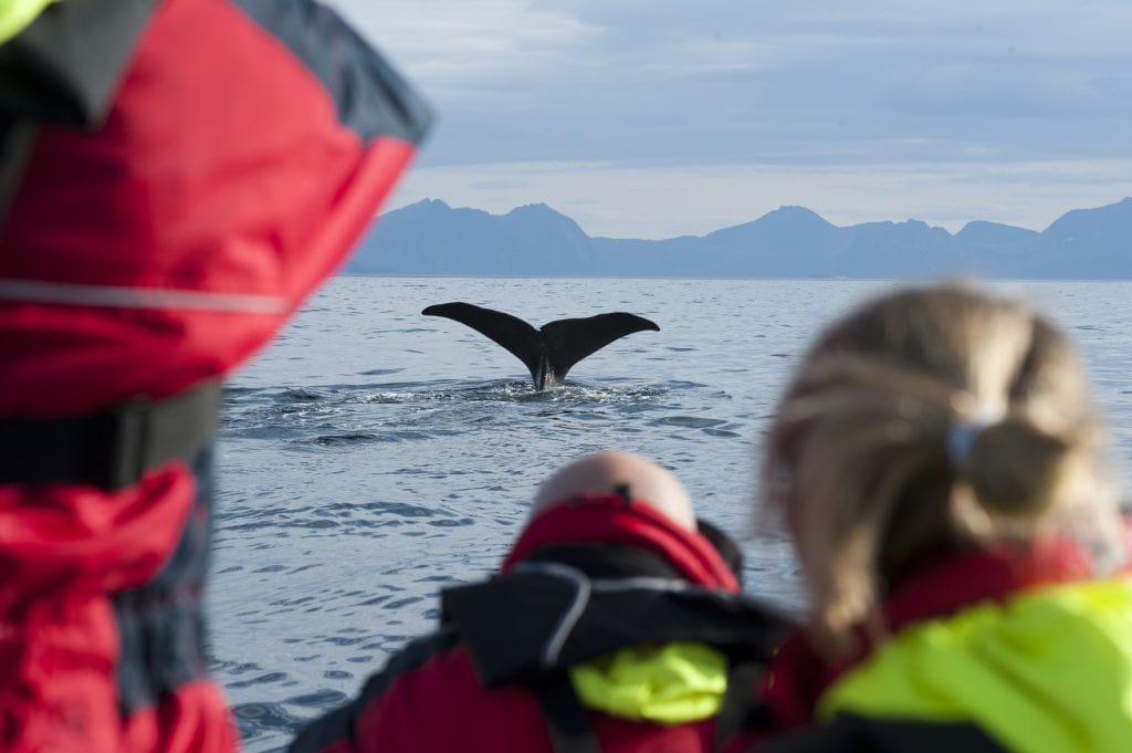 walvissen noorwegen tromso